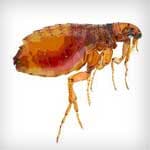 Fleas — pest control in Newport News, VA
