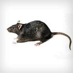 Rats — pest control in Newport News, VA