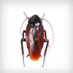 Roaches — pest control in Newport News, VA