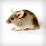 Mice — pest control in Newport News, VA