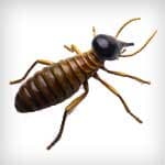 Termites — pest control in Newport News, VA