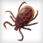 Bed Bugs — pest control in Newport News, VA