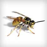 Wasps — pest control in Newport News, VA