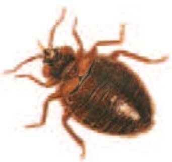Bedbug — Newport News, VA — E & R Exterminating Company, Inc.