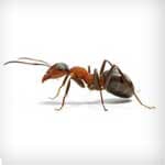 Ants — pest control in Newport News, VA