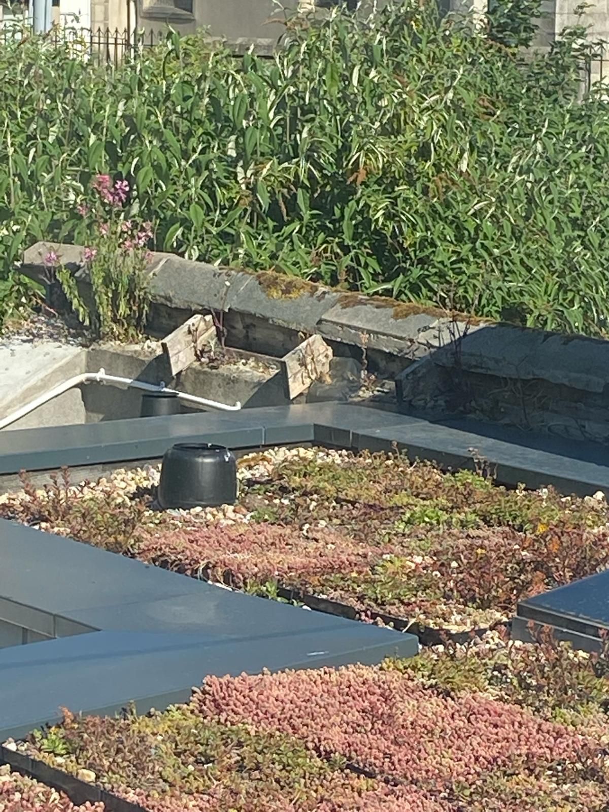 a green roof with a lot of plants on it