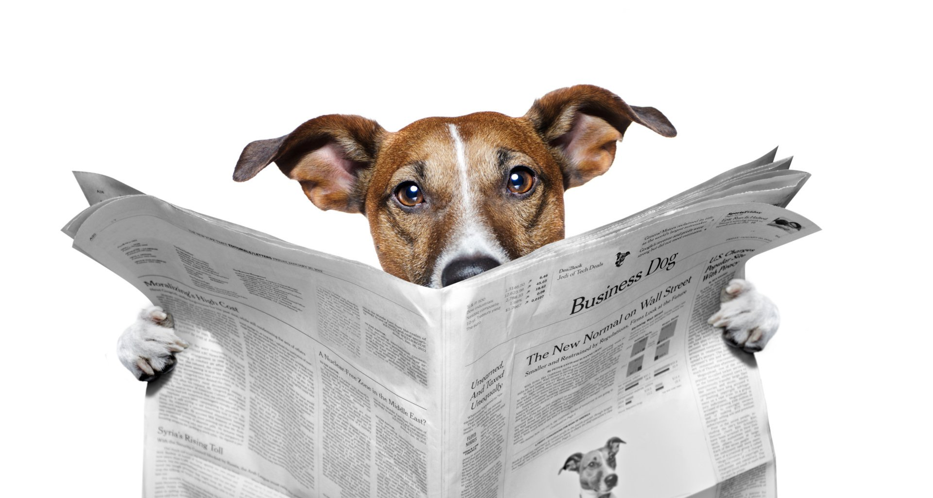 dog reading the newspaper