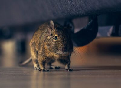 a small brown mouse is standing on a wooden floor under a couch .