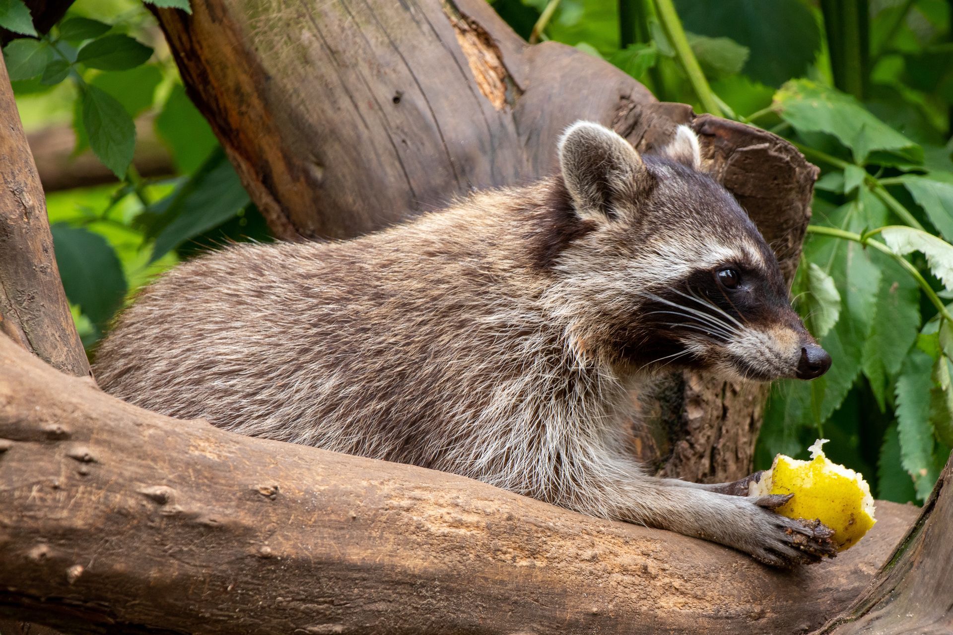 A raccoon is laying on a tree branch eating a lemon.