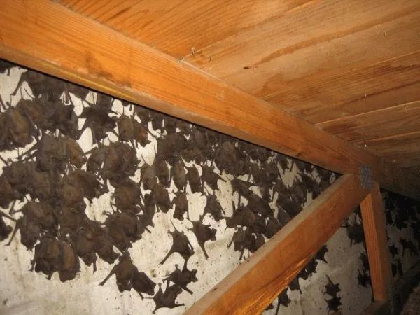 a bunch of bats are hanging from the ceiling of a building .