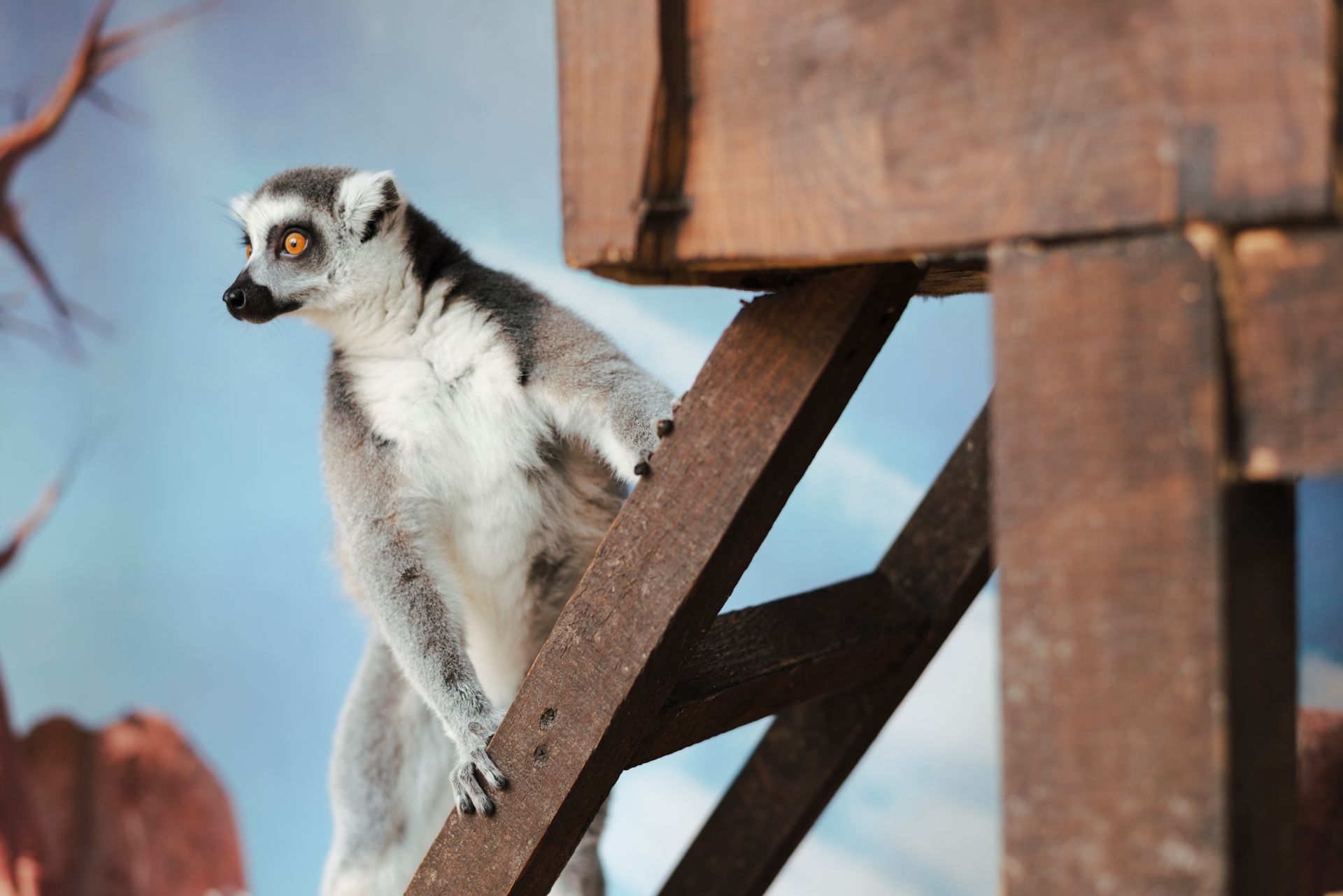 Ring-tailed lemur climbing a wooden structure with a blue backdrop.