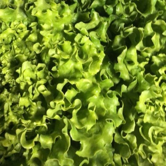locally grown lettuce