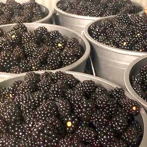 locally grown blackberries