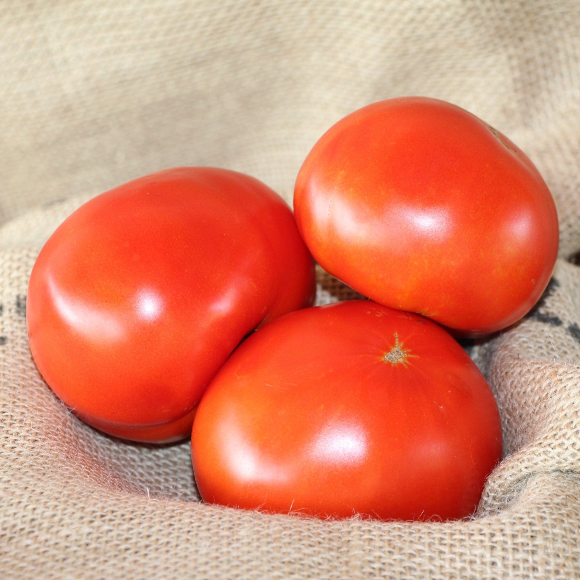 locally grown tomatoes