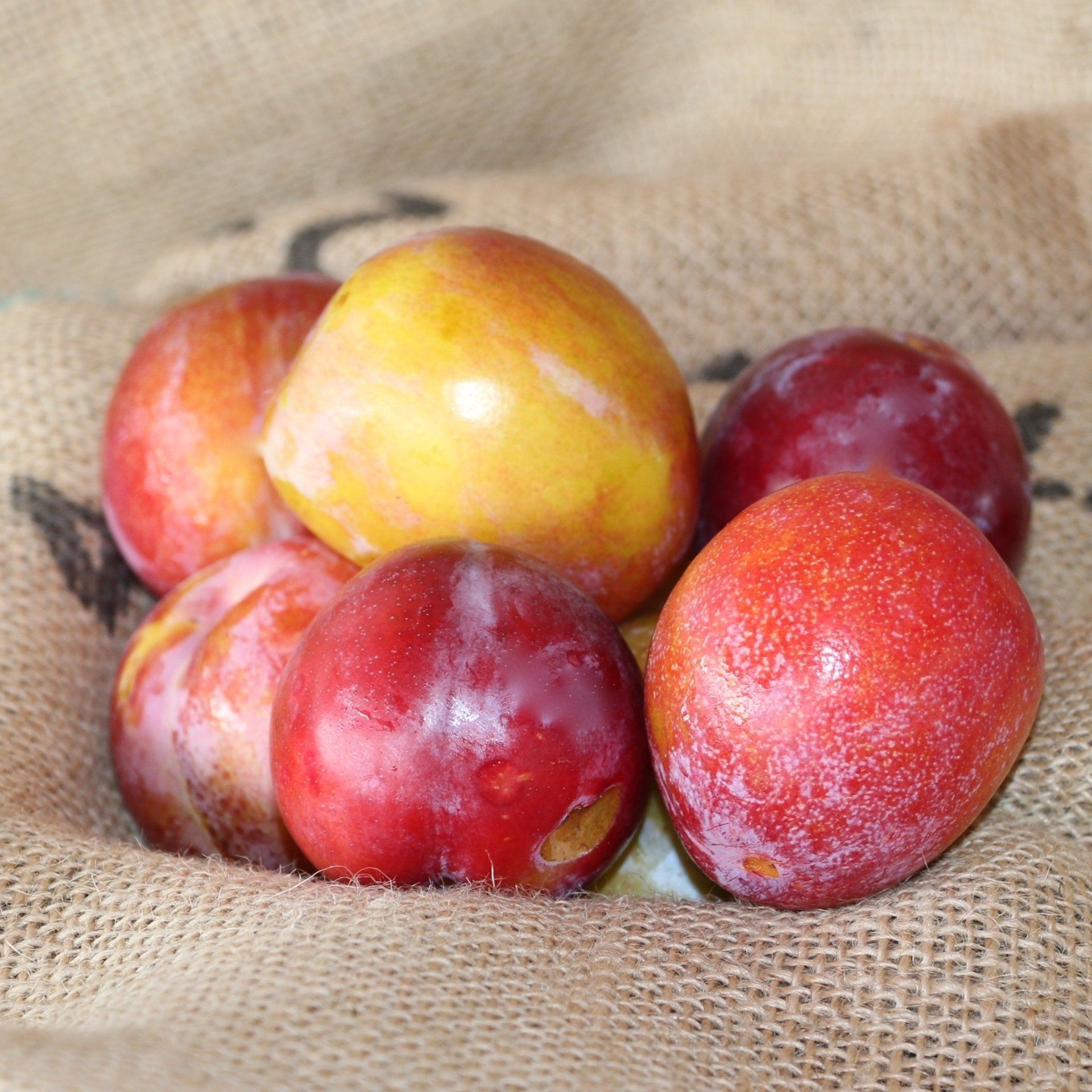 locally grown plums