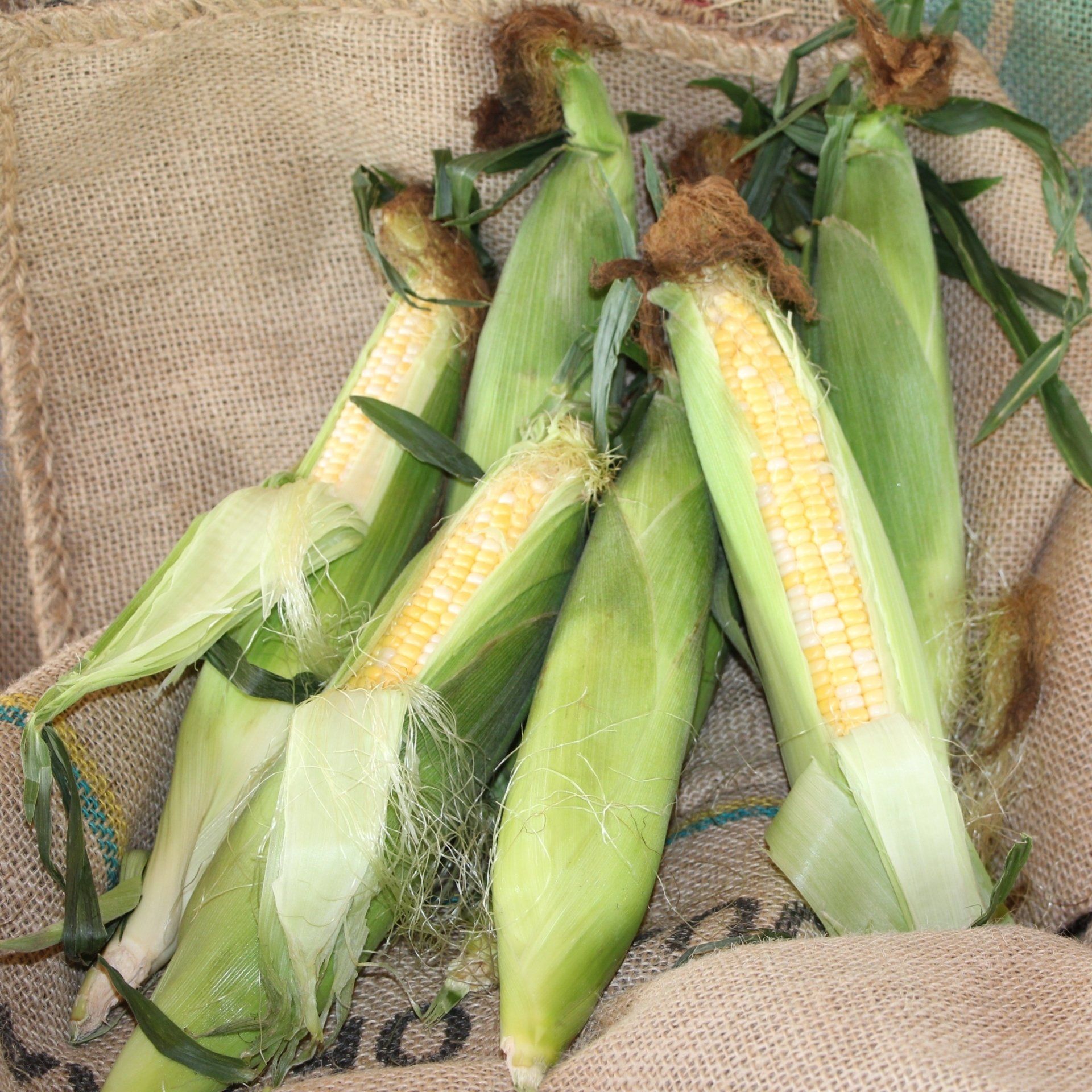 locally grown sweet corn