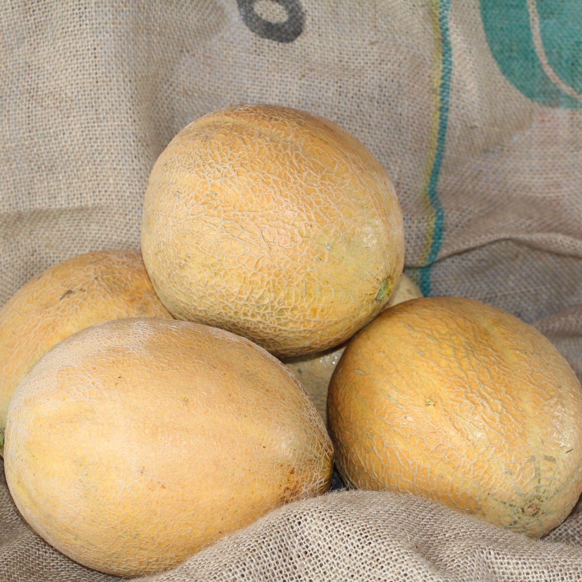 locally grown cantaloupes