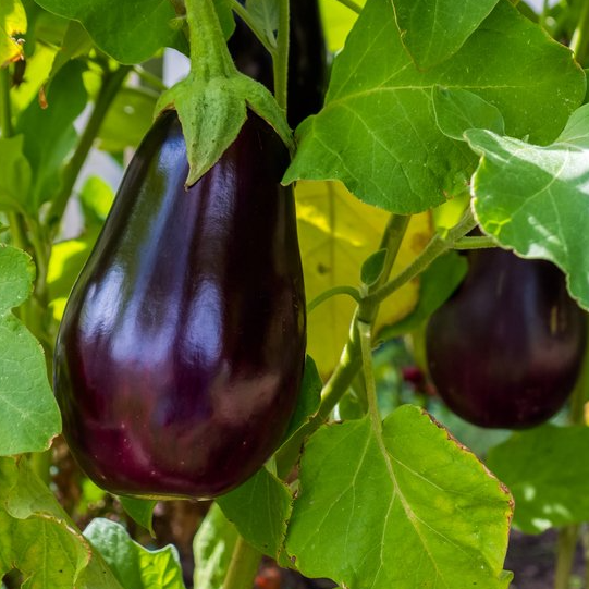 locally grown eggplants