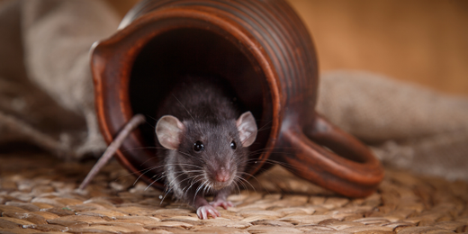 A mouse is sticking its head out of a coffee mug.