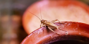 A close up of a cockroach sitting on top of a red object.