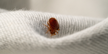 A bed bug is sitting on a white cloth.
