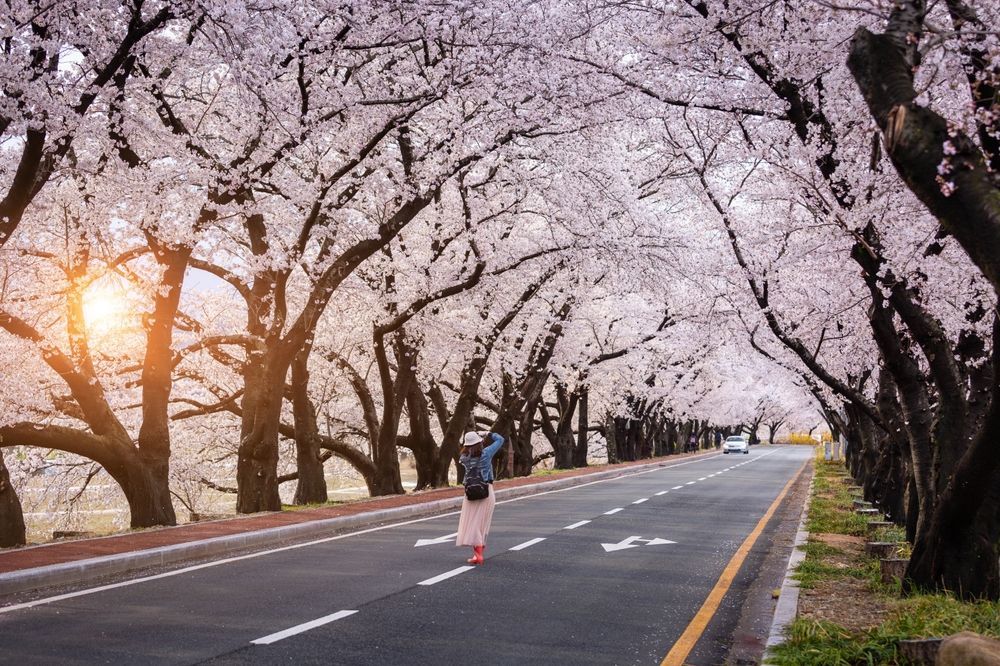 Road lined with blooming cherry blossom trees; person standing in the middle, car in the distance.