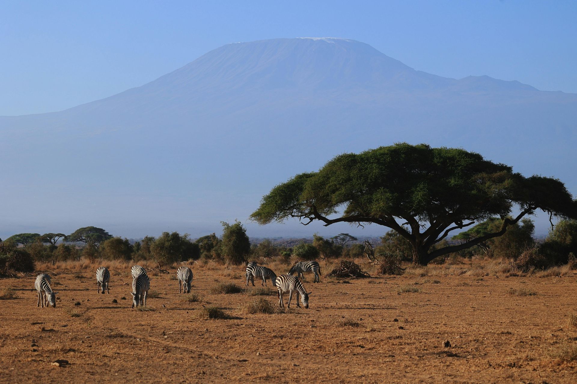 African savanna with zebras and Mount Kilimanjaro in the background under a blue sky.