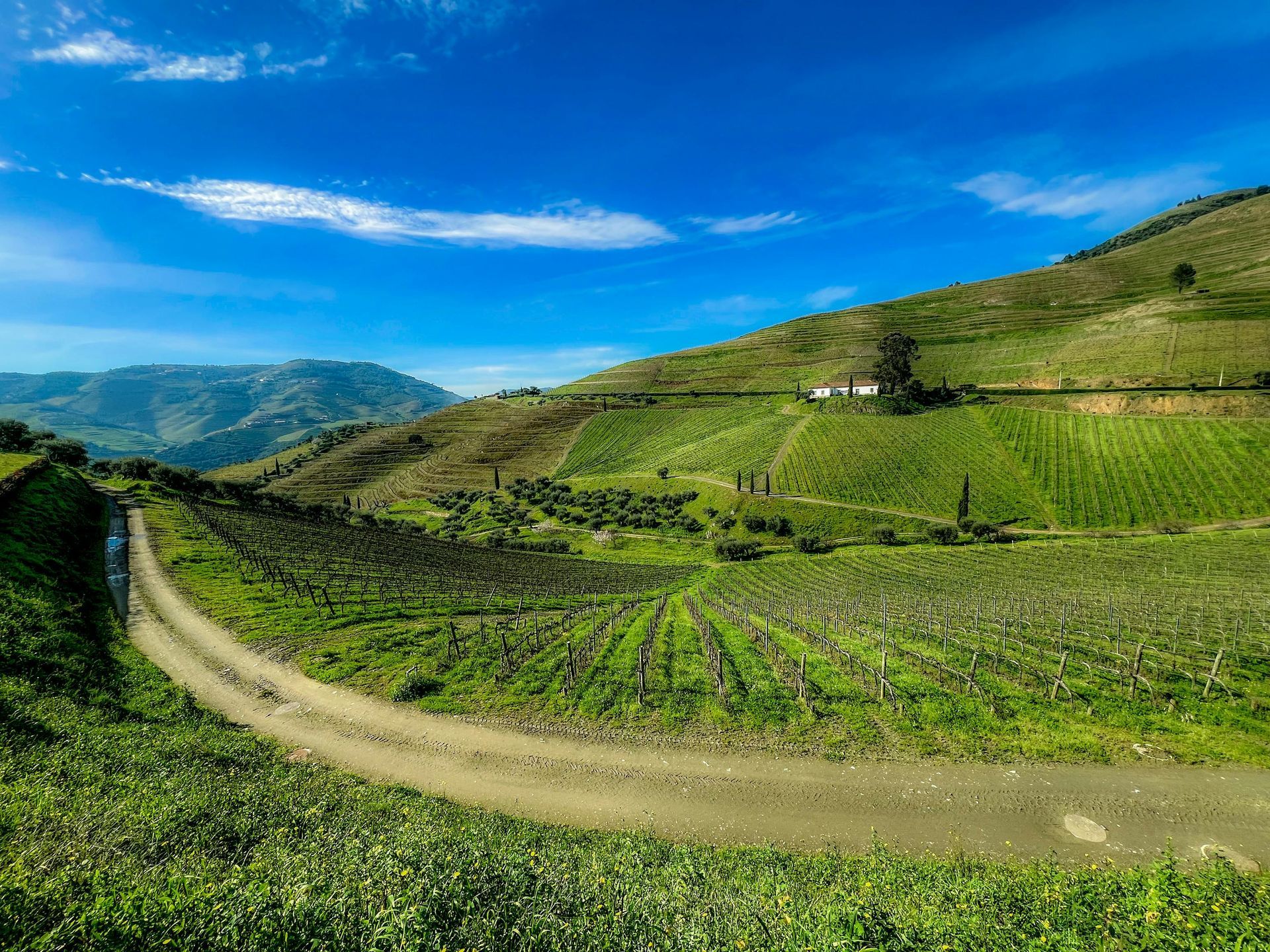 Dirt road through a hillside vineyard under a bright blue sky.