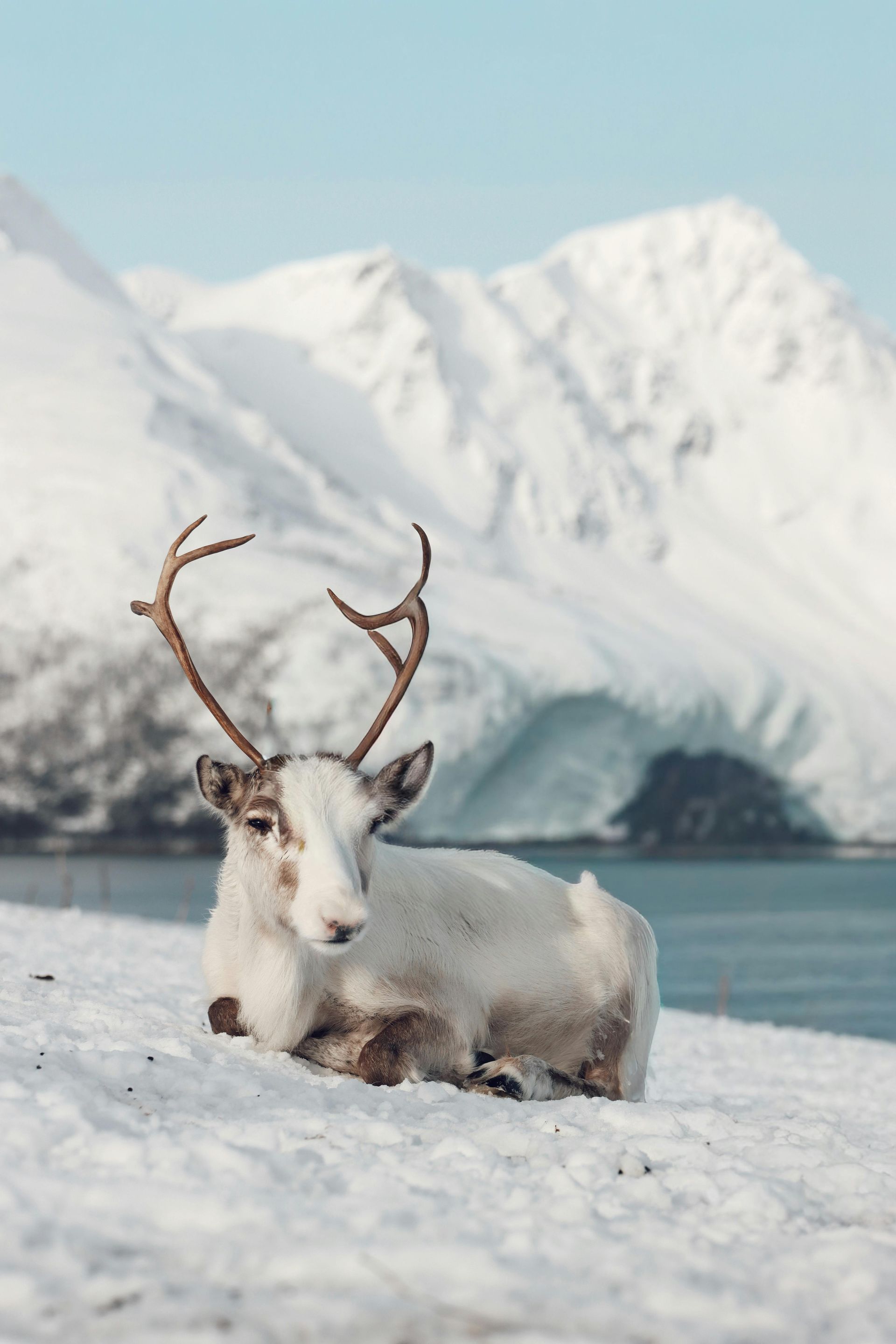 Reindeer resting in snow, mountains and blue water in background.