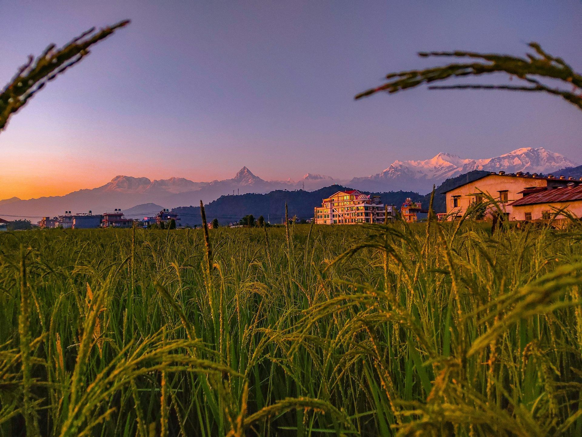 Fields of golden rice with mountains and buildings against a sunset sky.