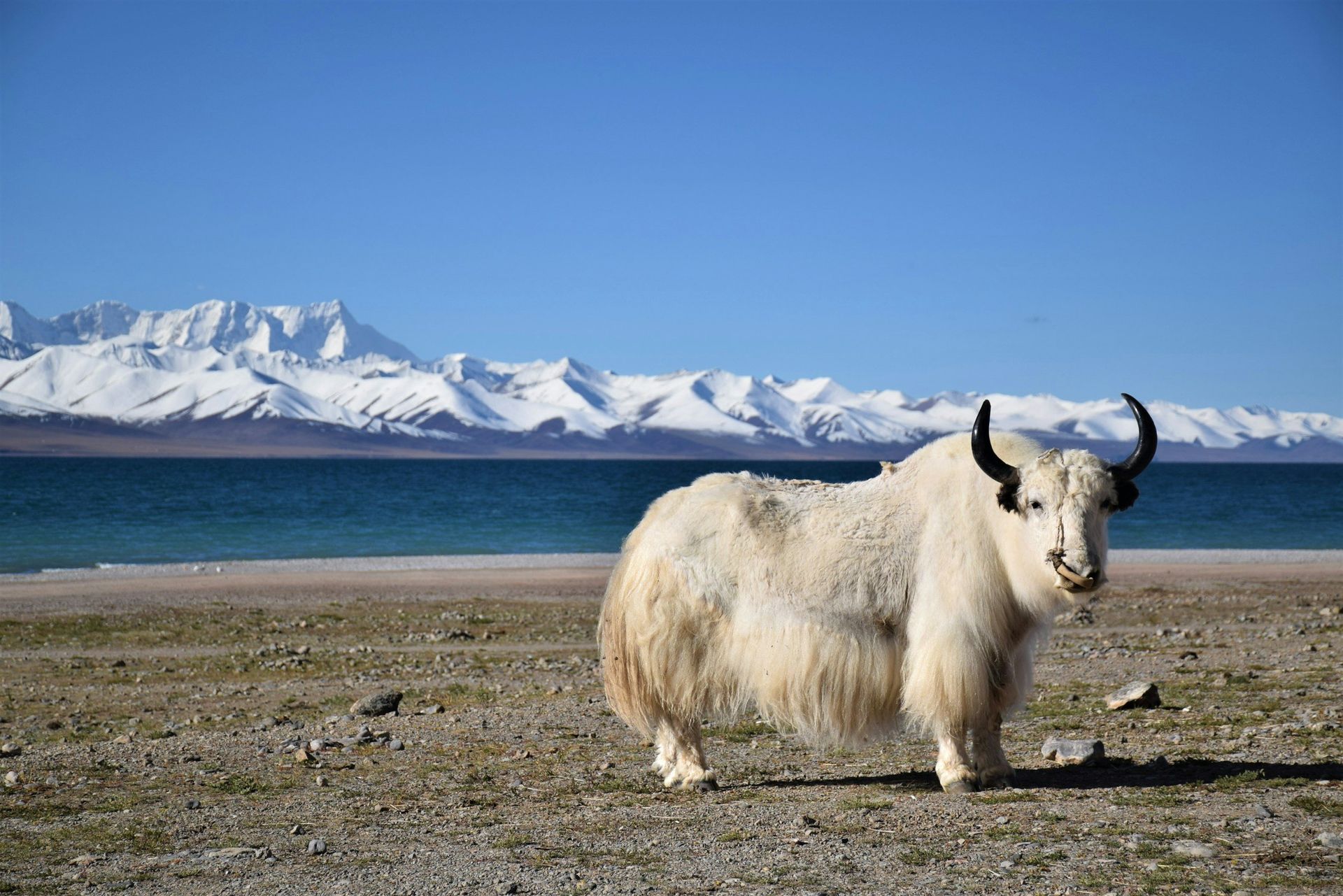 White yak stands on a rocky beach, with mountains, blue lake, and sky in the background.