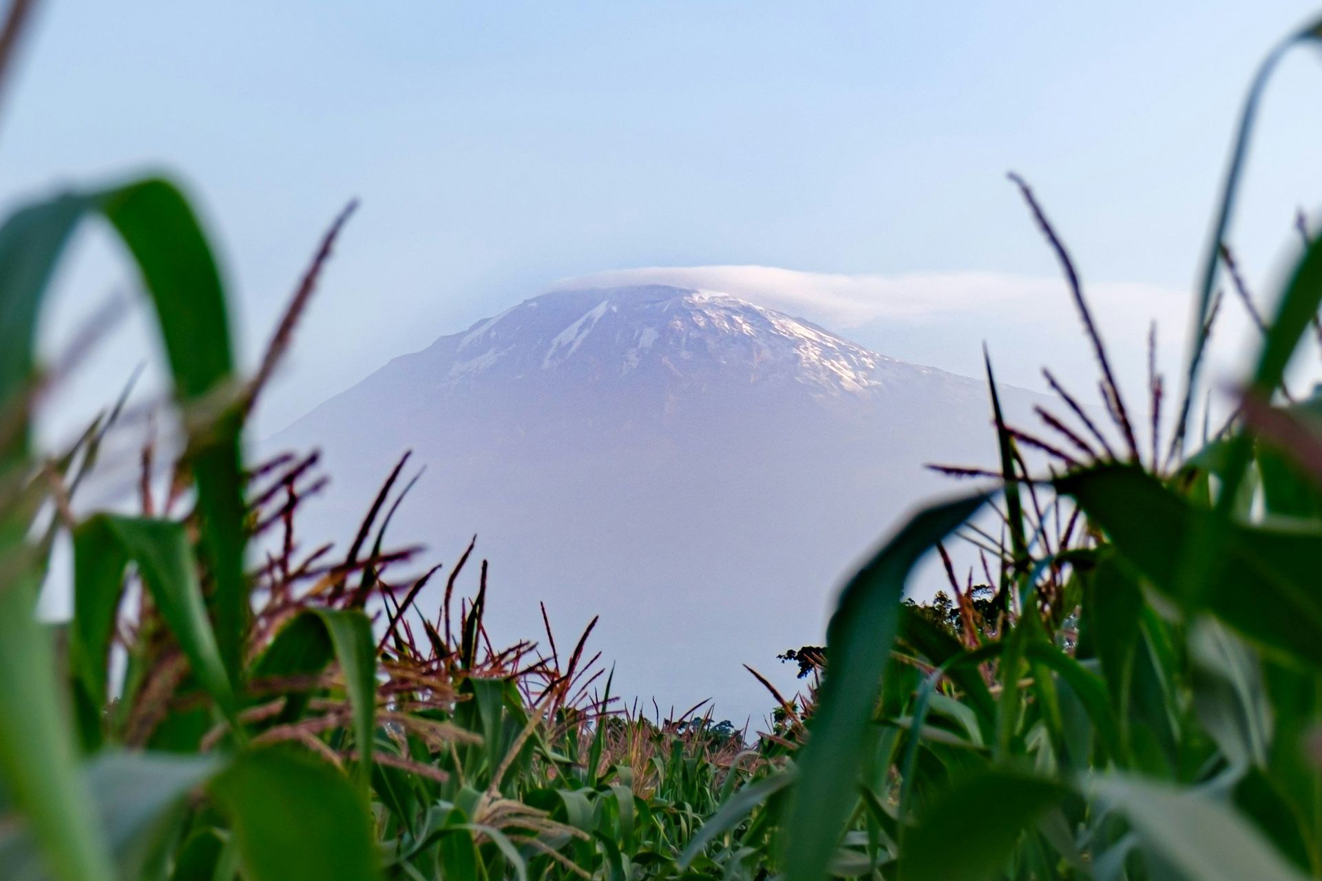 A misty mountain peak seen through a field of green corn stalks.