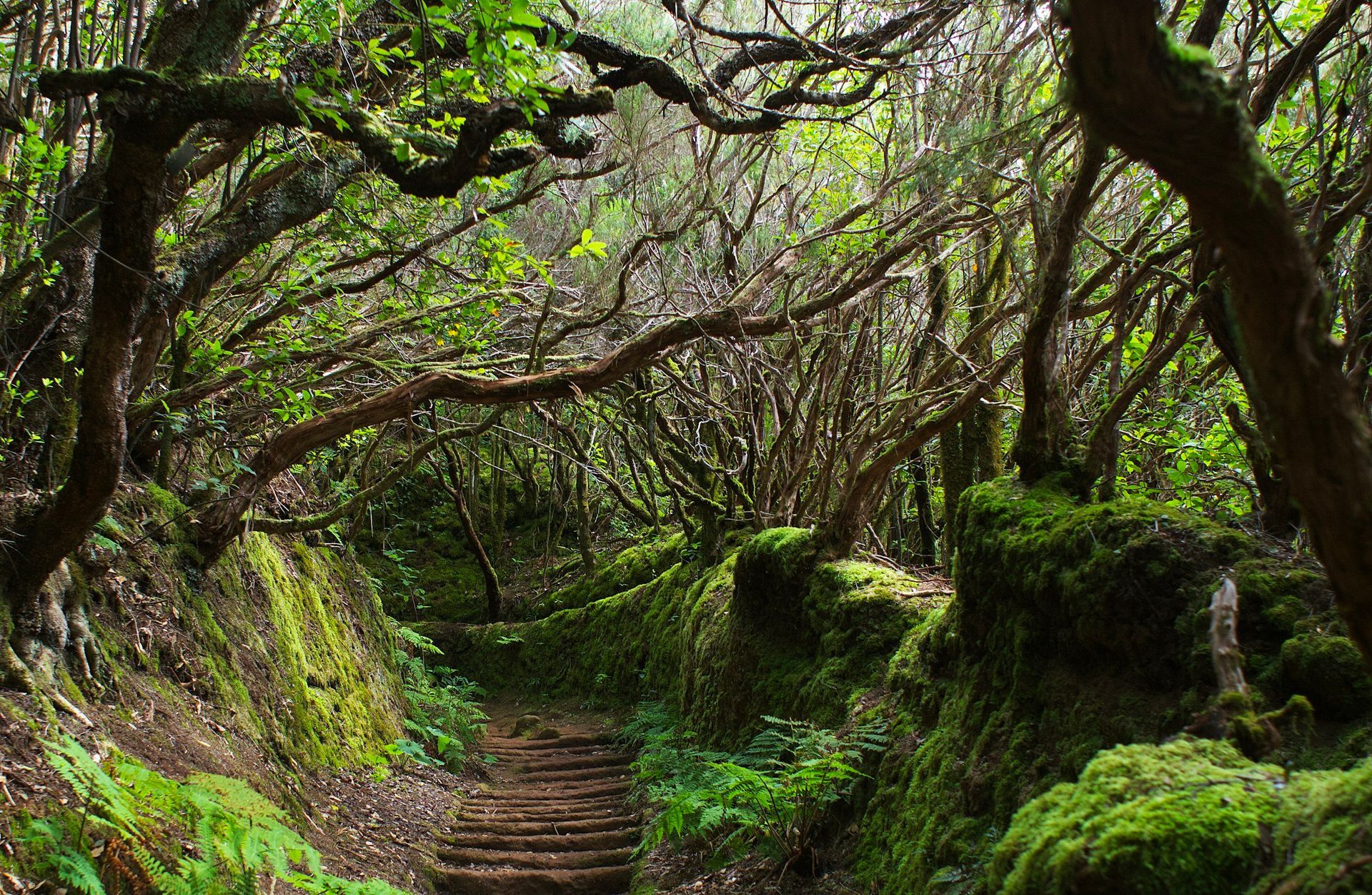Pathway through lush, moss-covered forest with arched branches overhead.