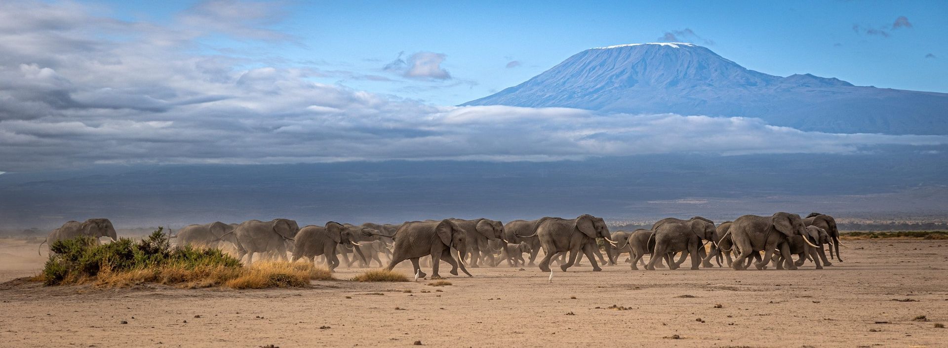 Elephants walk across a dry savanna towards a distant mountain under a cloudy sky.