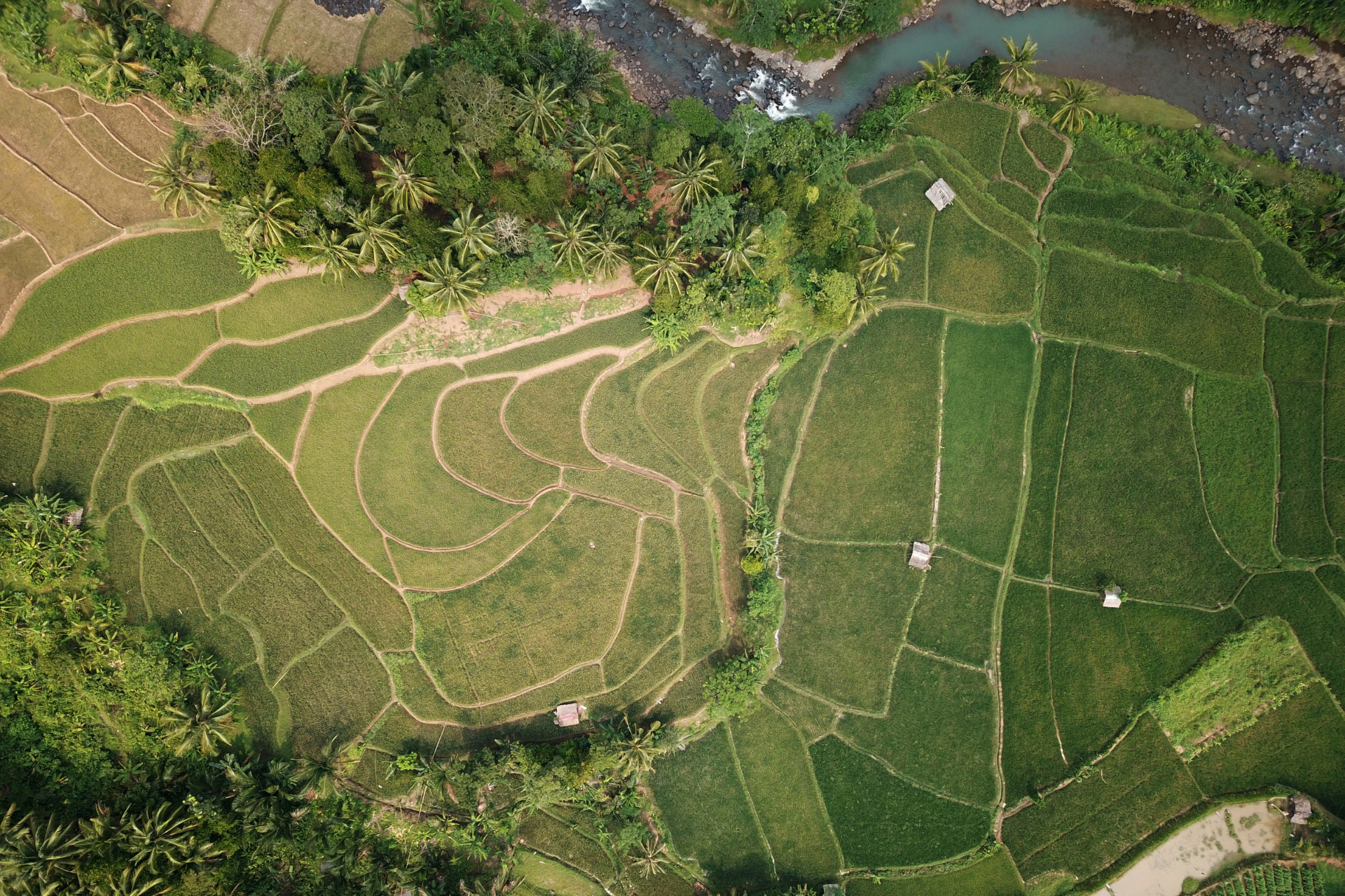 An aerial view of a lush green rice field with a river running through it.