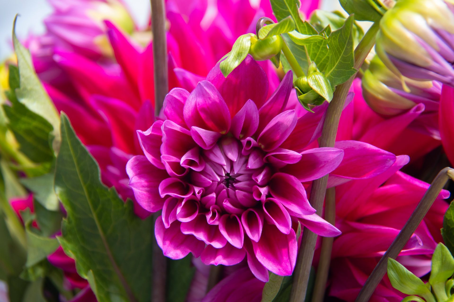 A close up of a purple dahlia flower with green leaves.