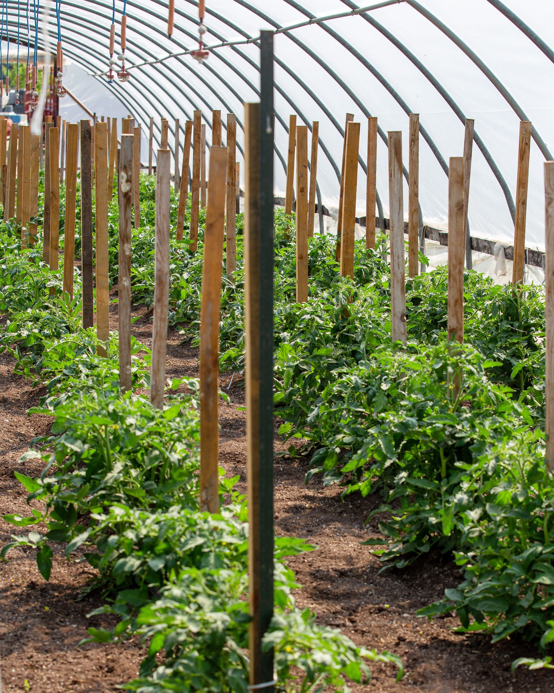 A greenhouse filled with lots of plants and wooden poles