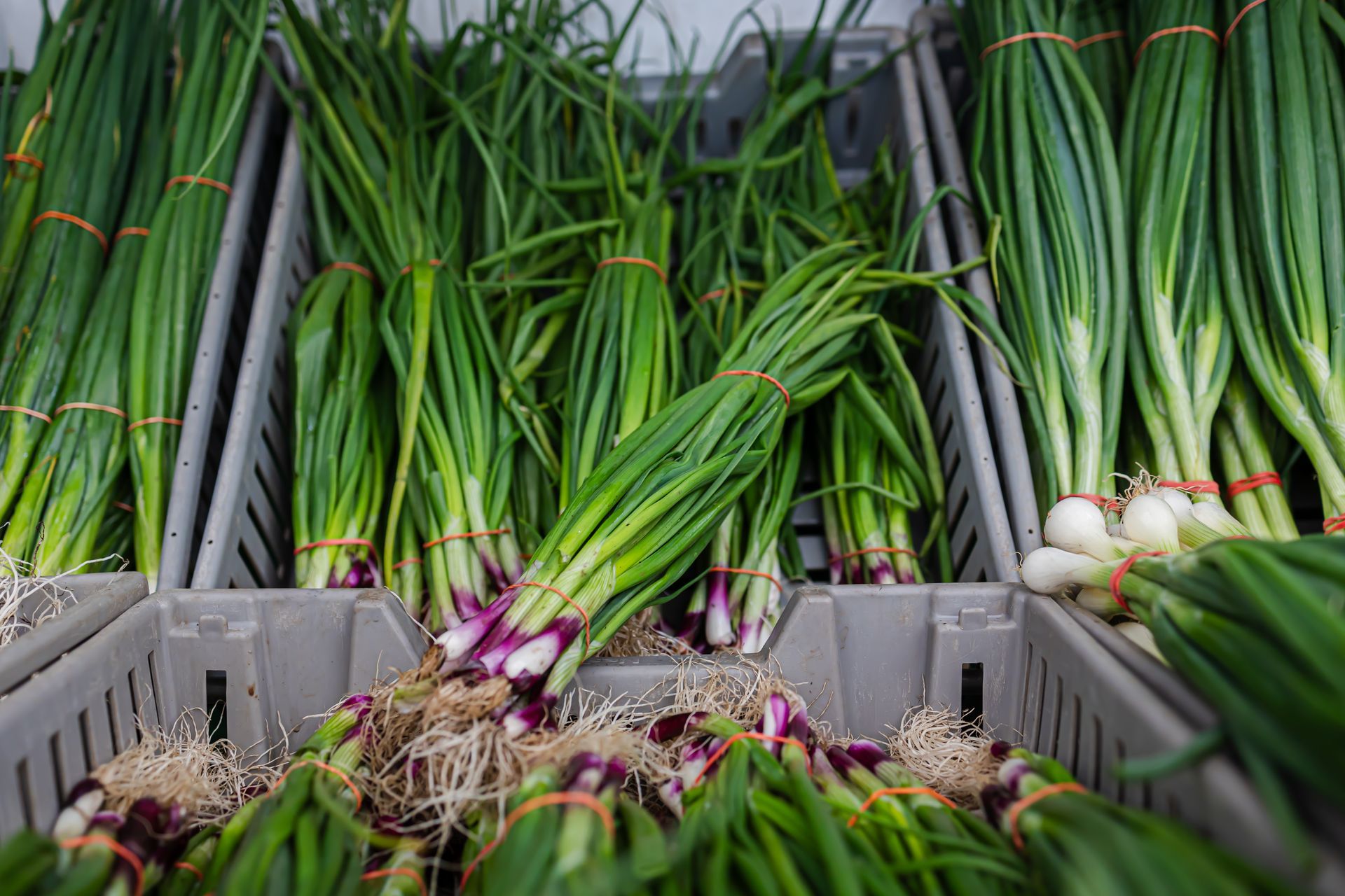 A bunch of green onions are sitting in a crate.
