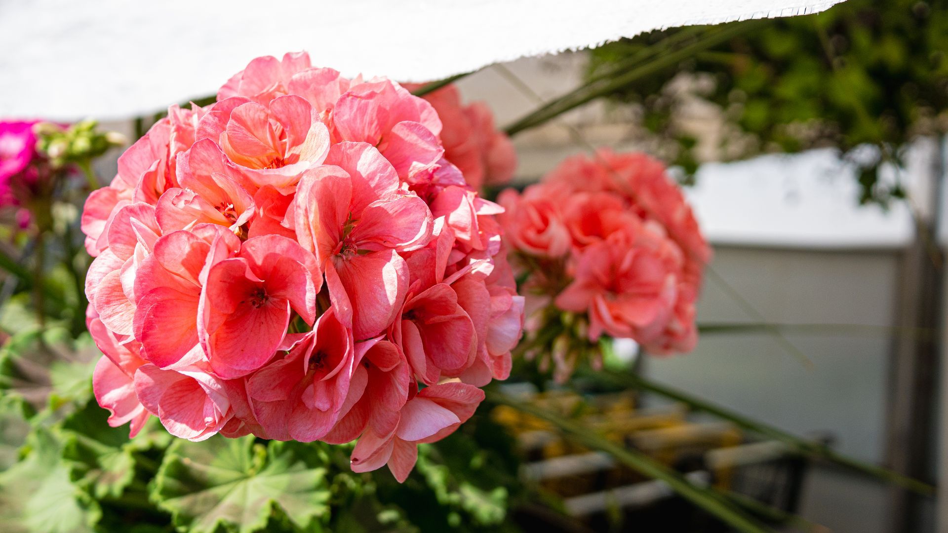 A close up of a pink flower in a greenhouse.