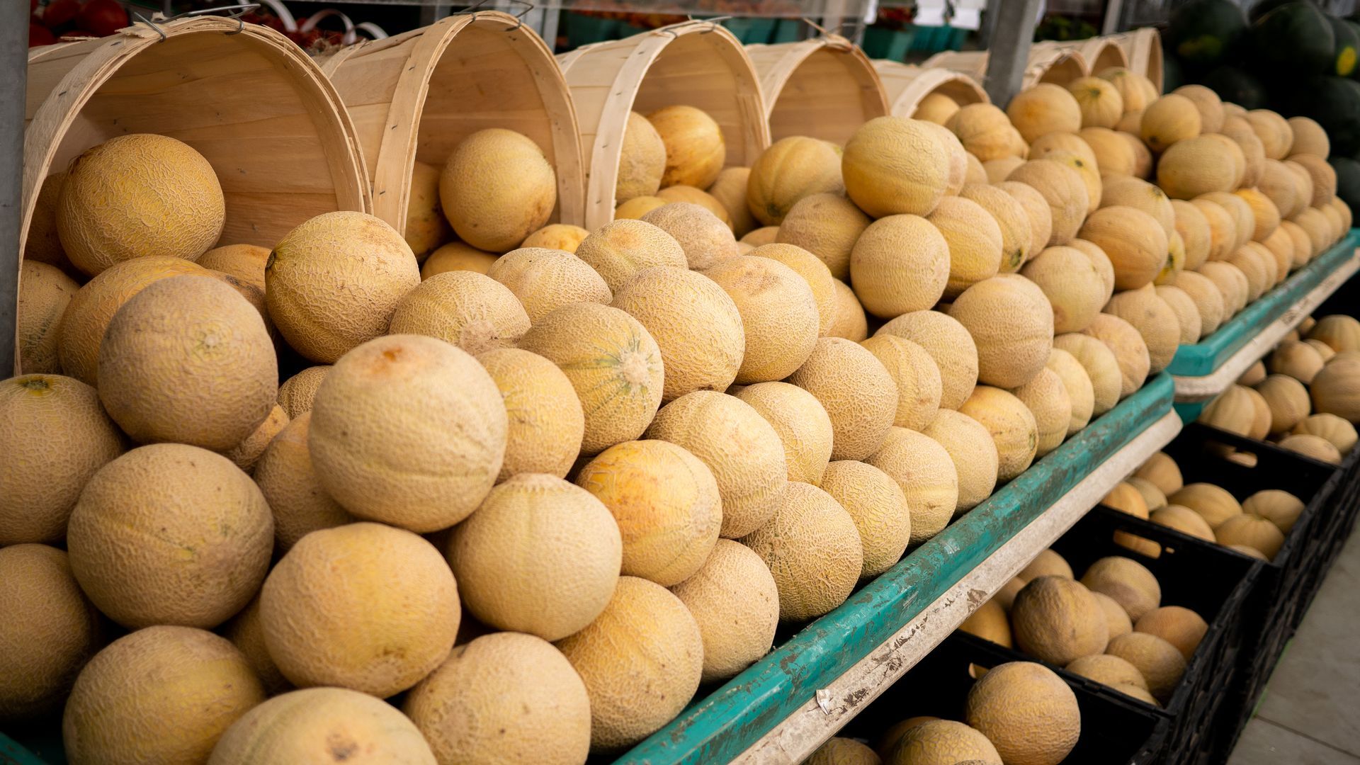 A bunch of cantaloupes are sitting on a shelf in a store.