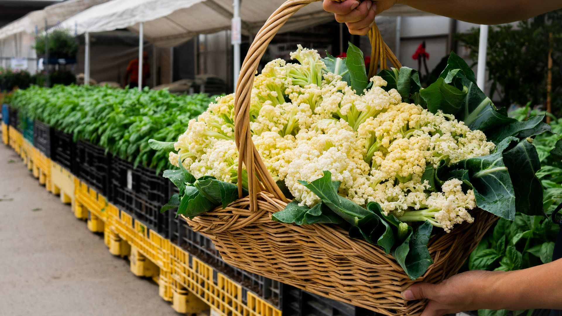 A person is holding a basket of cauliflower in front of a row of crates.