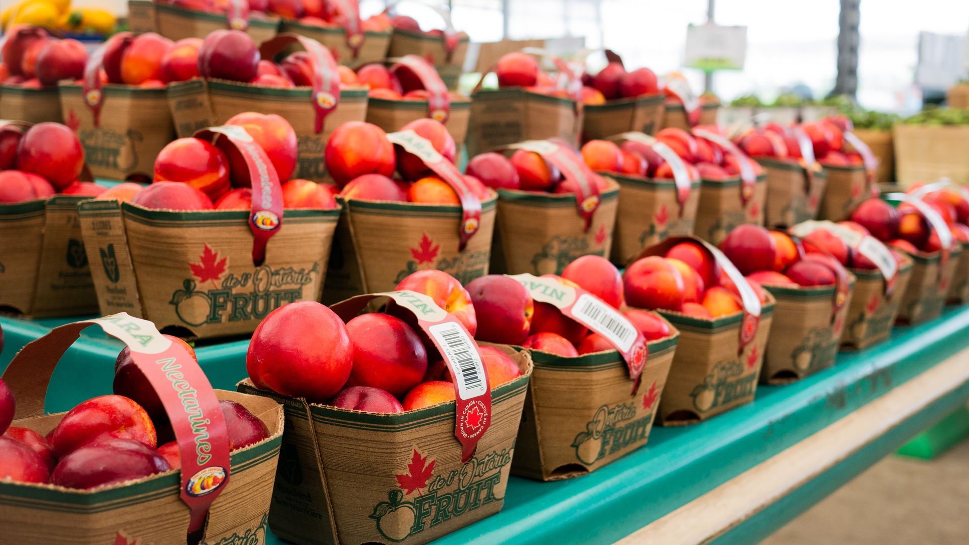 There are many baskets of peaches on a table.