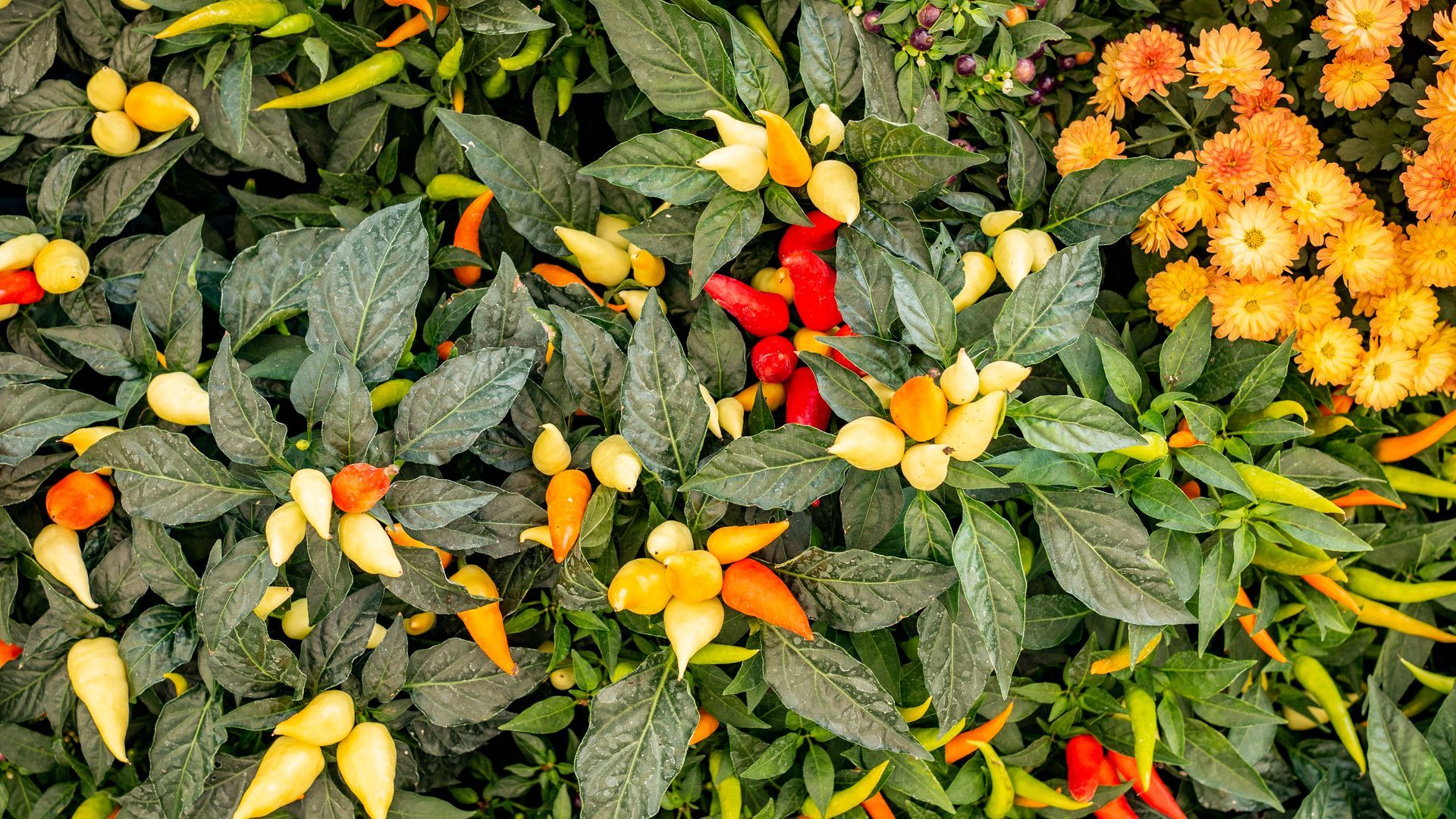A bunch of different types of peppers and flowers are growing on a plant.