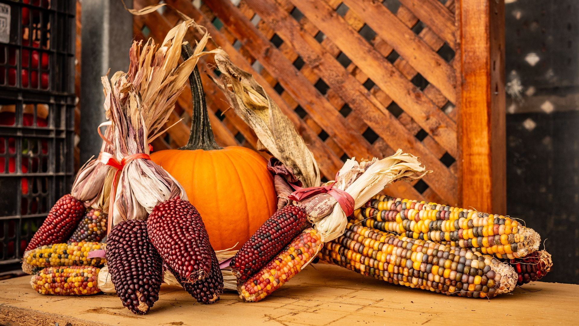There is a pumpkin and corn on the cob on the table.