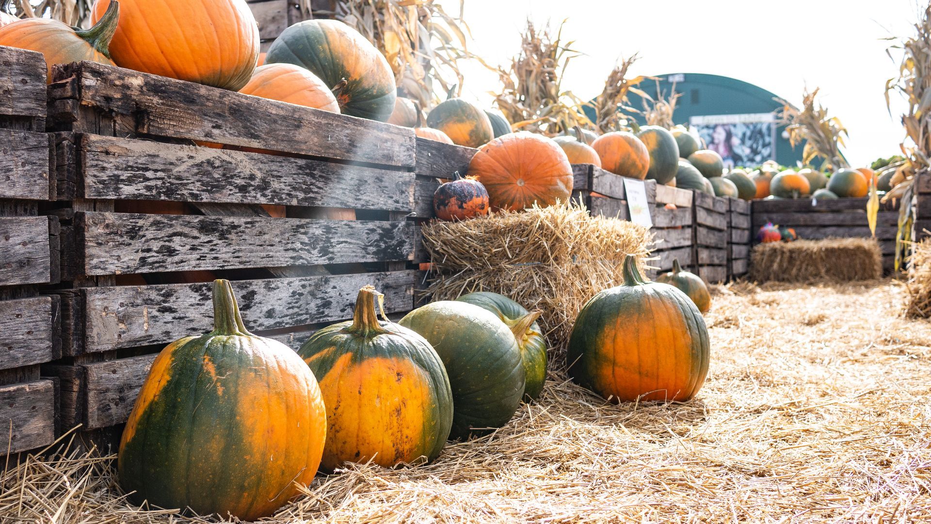 A bunch of pumpkins are sitting on top of a pile of hay.