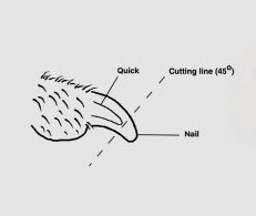 A Diagram of a Dog's Claws With a Quick Cutting Line and a Nail — Darwin My Vet Service in Wulagi, NT