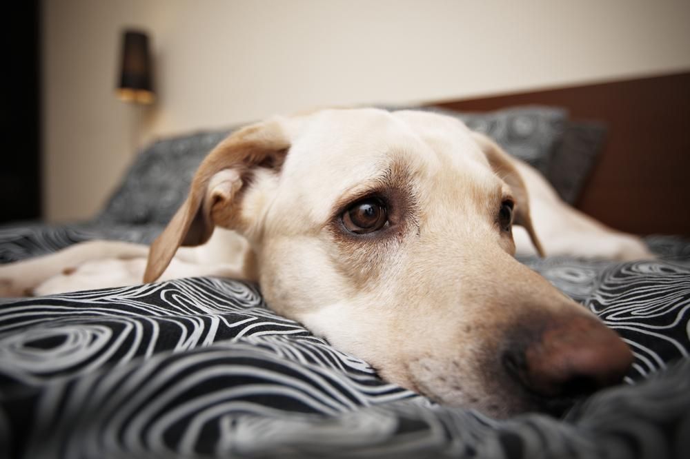 A Dog is Laying on a Bed Looking at the Camera — Darwin My Vet Service in Wulagi, NT