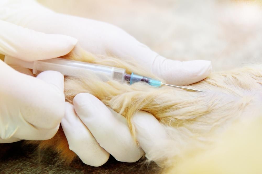 A Person is Holding a Syringe Over a Dog's Paw — Darwin My Vet Service in Wulagi, NT