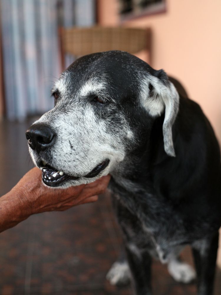 An older black dog with a gray muzzle and face is being petted by a person. — Darwin My Vet Service in Wulagi, NT