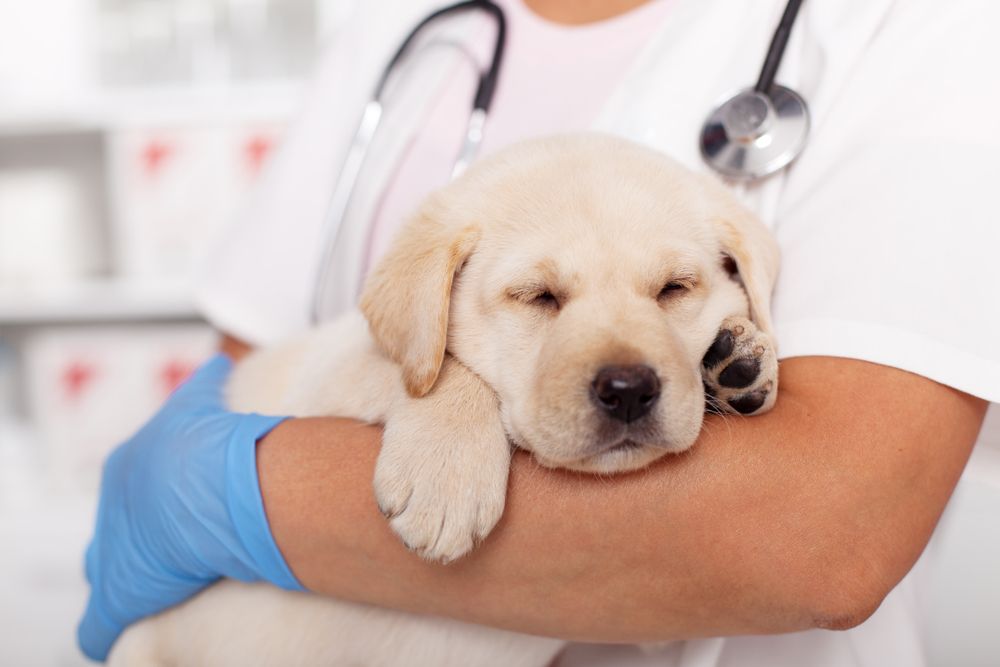 Veterinarian holding a sleeping yellow Labrador puppy. — Darwin My Vet Service in Wulagi, NT
